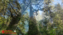 Ketchikan-Alaska-Tongass-Rainforest-Tour-Day6-Pocket3-07-05-2024_000332_11