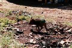 Peacock_Bay_Lodge_16