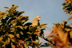 Peacock_Bay_Lodge_Parrot
