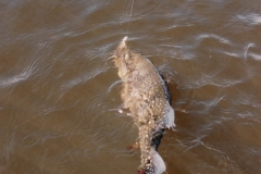 Peacock_Bay_Lodge_Peacock