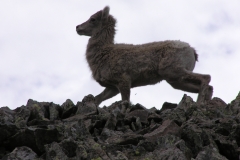 Bighorn-10