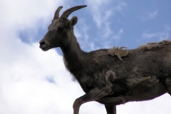 Bighorn-12