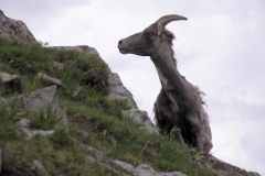 Bighorn-13