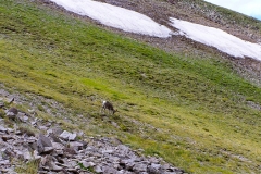 Bighorn-2