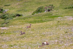 Bighorn-4