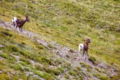 Bighorn-6