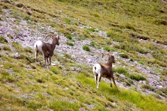 Bighorn-7