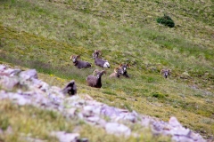 Bighorn-8