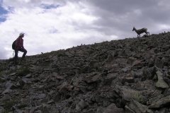 Bighorn-9