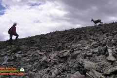 Paulette-Latir-Peak-Bighorns