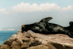 Mazatlan_Mexico_Seals_3