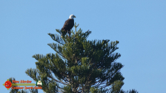 Bald-Eagle-Perched-Shakett-Creek-FZ80-11-28-2019-Pcomposed_000021_01