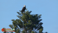 Bald-Eagle-Perched-Shakett-Creek-FZ80-11-28-2019-Pcomposed_000111_03
