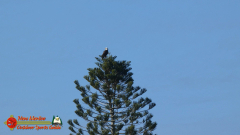 Bald-Eagle-Perched-Shakett-Creek-FZ80-11-28-2019-Pcomposed_000124_04