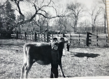 Mike-Jersey-show-calf