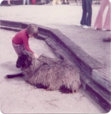 sean_and_sheep