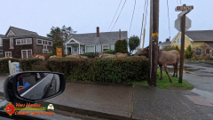 Exploring-Cannon-Beach-Oregon-Pocket3-01-22-2024_000012_01
