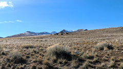 Great-Salt-Lake-Antelope-Island-Buffalo