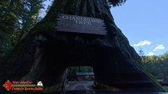 Hwy-1-Bodega-Bay-to-Crescent-City-Drive-Thru-Tree-Insta360-Ace-Pro-01-16-2024-vlcsnap-00004