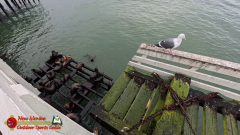 Santa-Cruz-Municipal-Wharf-Sea-Lions