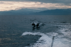 Dolphin_Surfing_Boat_Wake