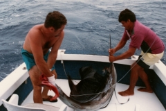 Marlin