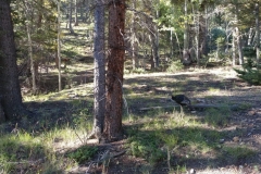 Red_River_Bluegrass_20188