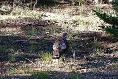 Red_River_Bluegrass_20189