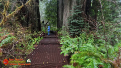 Redwoods-Natl-Park-Grove-of-the-Titans-Insta360-Ace-Pro-01-16-2024-Paulette_000541_08
