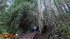 Redwoods-Natl-Park-Grove-of-the-Titans-Insta360-Ace-Pro-01-16-2024_000154_01
