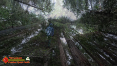 Redwoods-Natl-Park-Grove-of-the-Titans-Insta360-Ace-Pro-01-16-2024_000201_03