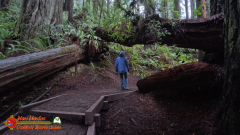 Redwoods-Natl-Park-Grove-of-the-Titans-Insta360-Ace-Pro-01-16-2024_000203_02