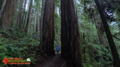 Redwoods-Natl-Park-Grove-of-the-Titans-Insta360-Ace-Pro-01-16-2024_000235_01