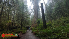 Redwoods-Natl-Park-Grove-of-the-Titans-Insta360-Ace-Pro-01-16-2024_000323_01