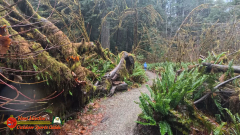 Redwoods-Natl-Park-Grove-of-the-Titans-Insta360-Ace-Pro-01-16-2024_000333_02