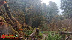 Redwoods-Natl-Park-Grove-of-the-Titans-Insta360-Ace-Pro-01-16-2024_000336_03