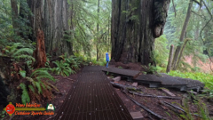 Redwoods-Natl-Park-Grove-of-the-Titans-Insta360-Ace-Pro-01-16-2024_000357_01