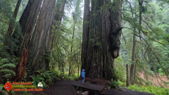 Redwoods-Natl-Park-Grove-of-the-Titans-Insta360-Ace-Pro-01-16-2024_000403_02