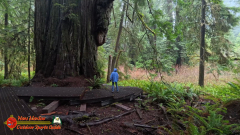 Redwoods-Natl-Park-Grove-of-the-Titans-Insta360-Ace-Pro-01-16-2024_000414_03
