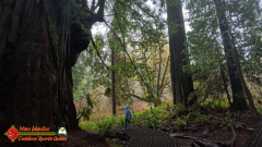 Redwoods-Natl-Park-Grove-of-the-Titans-Insta360-Ace-Pro-01-16-2024_000428_04