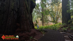 Redwoods-Natl-Park-Grove-of-the-Titans-Insta360-Ace-Pro-01-16-2024_000434_05