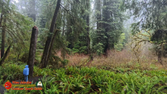 Redwoods-Natl-Park-Grove-of-the-Titans-Insta360-Ace-Pro-01-16-2024_000451_06