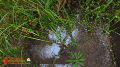 Redwoods-Natl-Park-Grove-of-the-Titans-Insta360-Ace-Pro-01-16-2024_000530_07