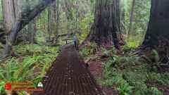 Redwoods-Natl-Park-Grove-of-the-Titans-Insta360-Ace-Pro-01-16-2024_000640_01