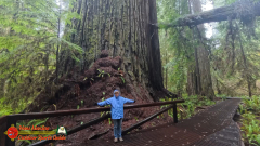 Redwoods-Natl-Park-Grove-of-the-Titans-Insta360-Ace-Pro-01-16-2024_000655_02