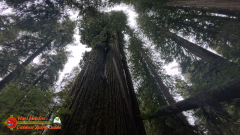 Redwoods-Natl-Park-Grove-of-the-Titans-Insta360-Ace-Pro-01-16-2024_000704_03
