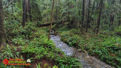 Redwoods-Natl-Park-Grove-of-the-Titans-Insta360-Ace-Pro-01-16-2024_000710_04