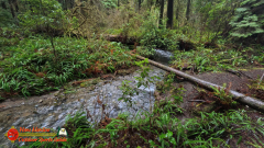 Redwoods-Natl-Park-Grove-of-the-Titans-Insta360-Ace-Pro-01-16-2024_000726_05