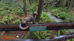 Redwoods-Natl-Park-Grove-of-the-Titans-Insta360-Ace-Pro-01-16-2024_000743_06