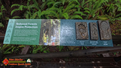 Redwoods-Natl-Park-Grove-of-the-Titans-Insta360-Ace-Pro-01-16-2024_000753_07